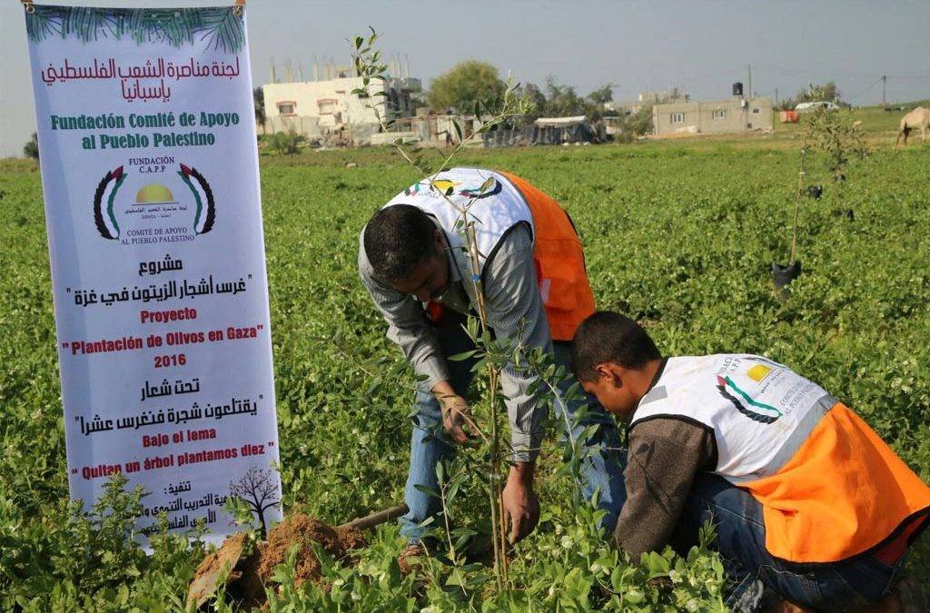 Campaña “Plantar Olivos en Palestina”