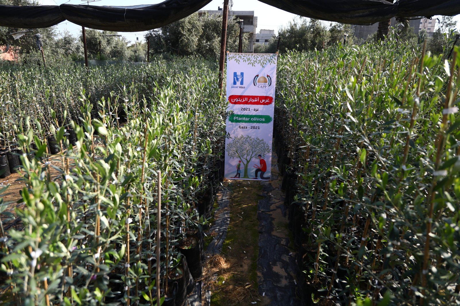 En 2 fases “500 Olivos fueron plantados en Gaza”